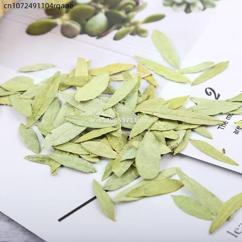 Daun & Bubuk Senna Organik Pre - Dried Herbs ulasan dan harga